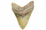 Serrated, Fossil Megalodon Tooth - North Carolina #365975-1